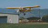 cub_1.gif (105014 bytes)