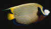 fish1.jpg (50238 bytes)