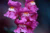 flowers1.jpg (56492 bytes)