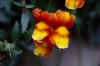 flowers2.jpg (55565 bytes)