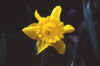 flowers4.jpg (37565 bytes)