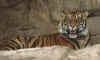 tiger.jpg (63830 bytes)